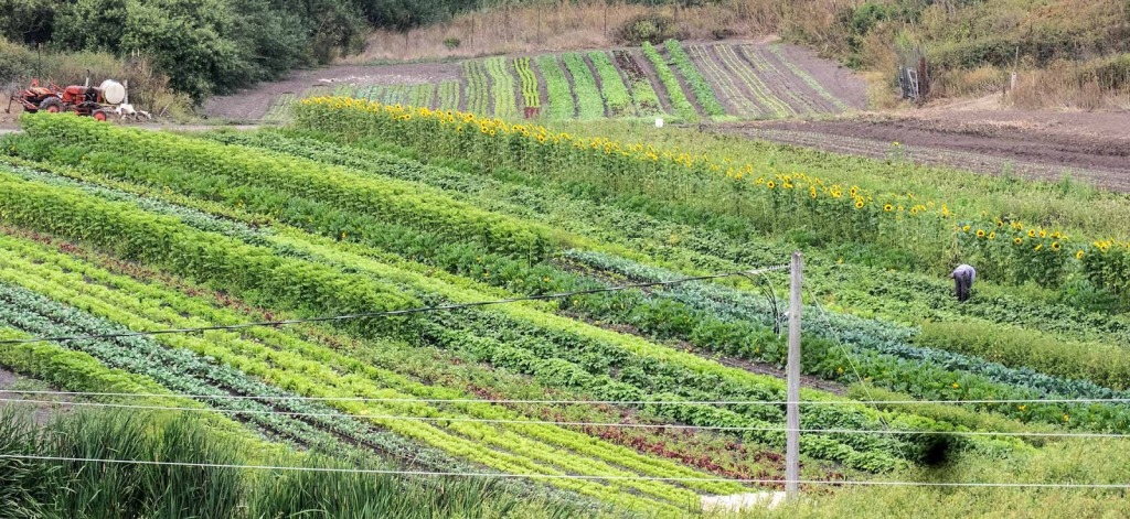 the beauty of organic farming picture by Lloyd Kahn