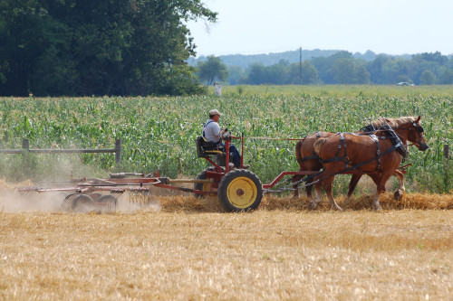 heavy horse equipment