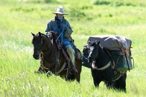 horse travel